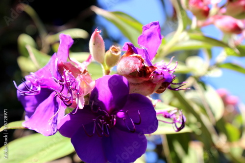 Prinzessinenstrauch, princess flower, Pleroma urvilleanum, Madeira Island photo