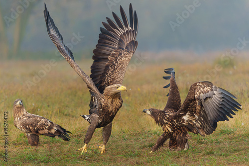 Eagle battle. White tailed eagles (Haliaeetus albicilla) fighting for food on a field in the forest in Poland