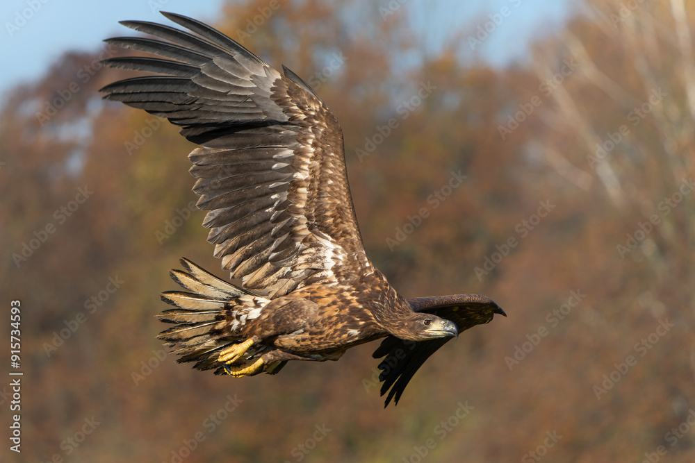Fototapeta premium Eagle flying. White tailed eagles (Haliaeetus albicilla) flying at a field in the forest of Poland searching for food on a foggy autumn morning.