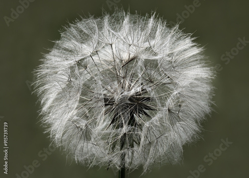 Fruchtstand des Wiesenbocksbart  photo