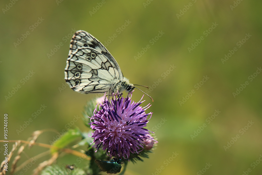Schachbrettfalter auf Distelblüte Schachbrettfalter auf Distelblüte