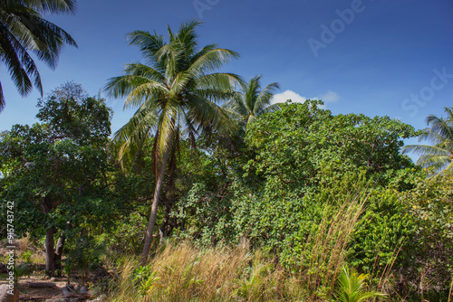 Wallpaper Mural grove of coconut trees on a sunny day Torontodigital.ca