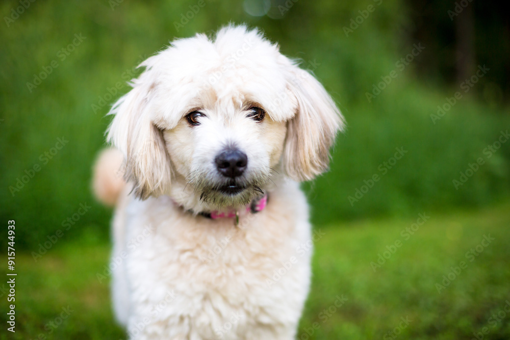 A cute Pomeranian x Poodle mixed breed dog A cute Pomeranian x Poodle mixed breed dog