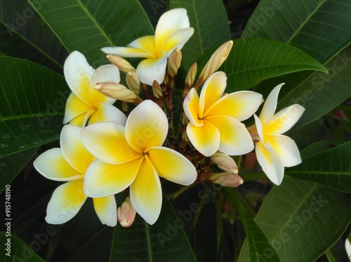 The beautiful Plumeria flower in garden 