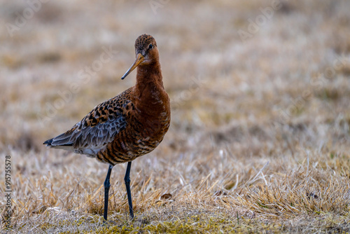 Brachvogel - ein Vogel mit langem dünnen Schnabel auf Island photo