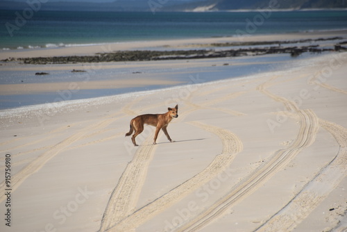 A dingo (wild dog) wandering the beaches of Fraser Island (Kgari) in Queensland, Victoria