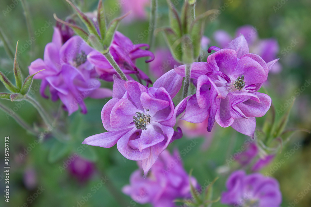 Lilac aquilegia flowers close-up in the garden bed. Lilac aquilegia flowers close-up in the garden bed.