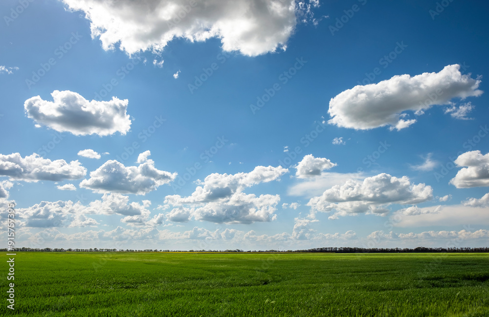 Green field and beautiful blue cloudy sky with light clouds. Agricultural landscape. Wide photo. Green field and beautiful blue cloudy sky with light clouds. Agricultural landscape. Wide photo.