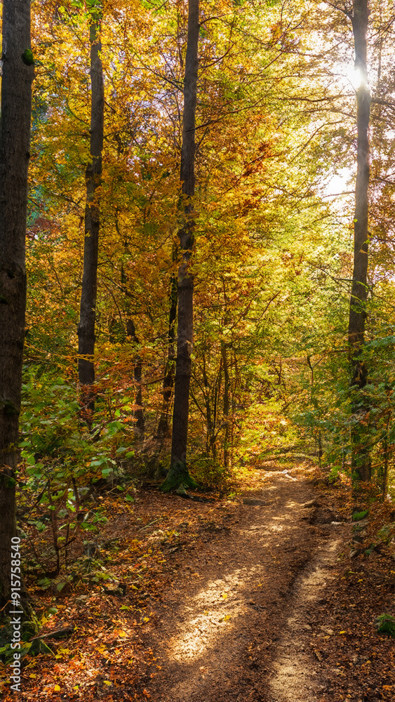 Autumn Landscape with Hiking Trail at Sunset Autumn Landscape with Hiking Trail at Sunset