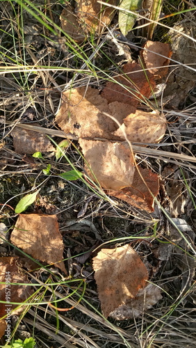 mushrooms in the grass