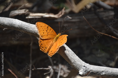 Close up of A beautiful orange butterfly with a dark black background