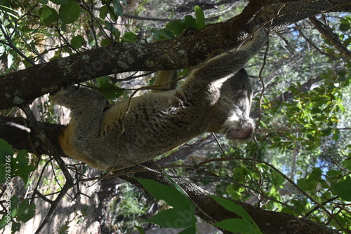 Photography An adorable cute and fluffy koala bear in the wild yawning, sleeping and winking