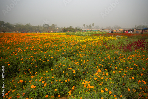 Vast field of orange marigold flowers at valley of flowers, Khirai, West Bengal, India. Flowers are harvested here for sale. Tagetes, herbaceous plants, family Asteraceae, blooming yellow marigold. photo