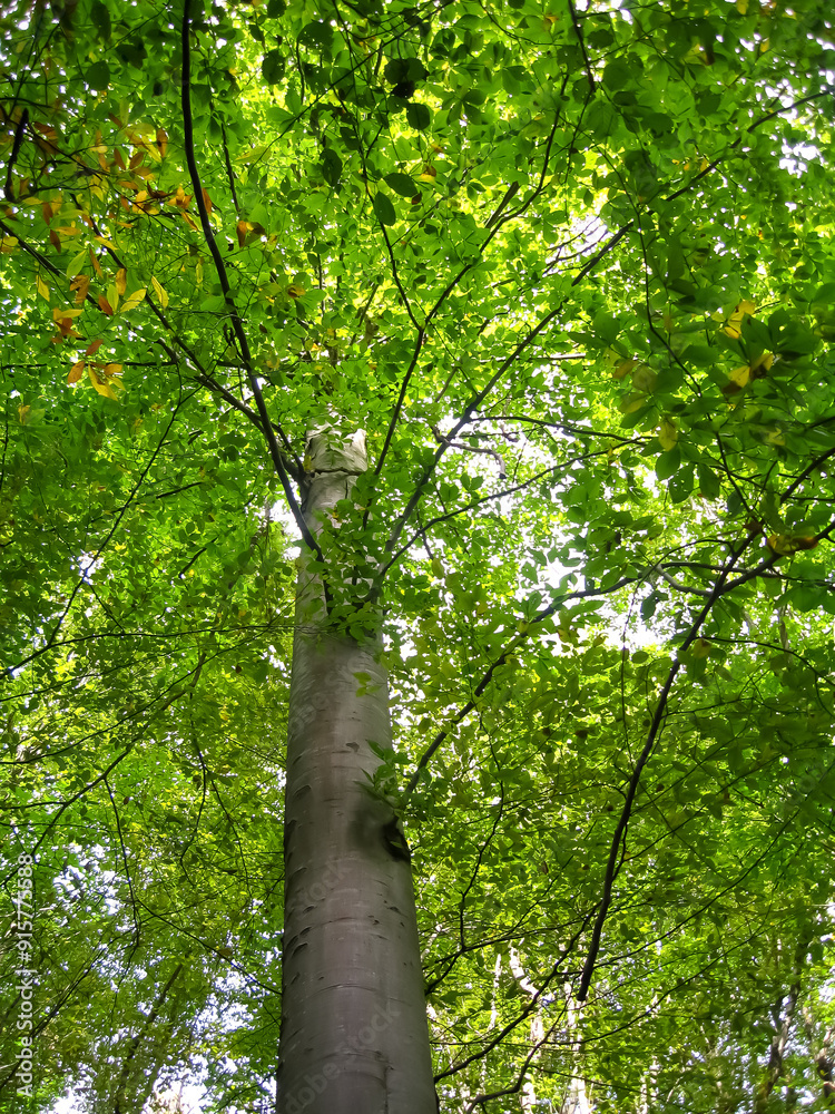 Fototapeta premium beech tree