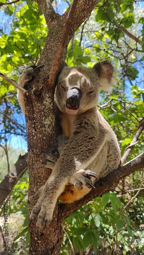A sleeping koala bear