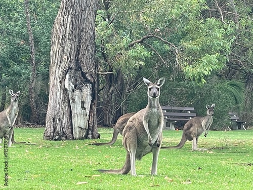 Kangaroos at the cemetery photo