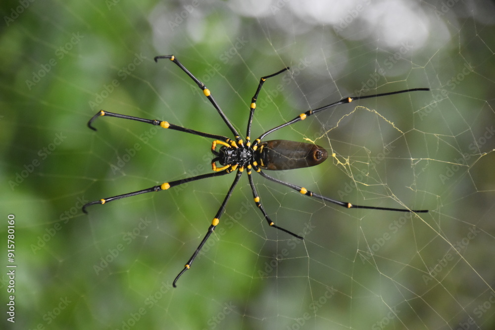 Close up of large black and yellow australian spiders in a web Close up of large black and yellow australian spiders in a web