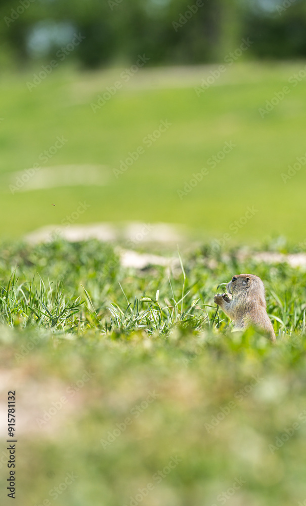 Fototapeta premium Badlands South Dakota Prairie Dog standing on haunches, holding food in hand looking off into the distance hiding in grass