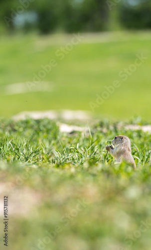 Badlands South Dakota Prairie Dog standing on haunches, holding food in hand looking off into the distance hiding in grass