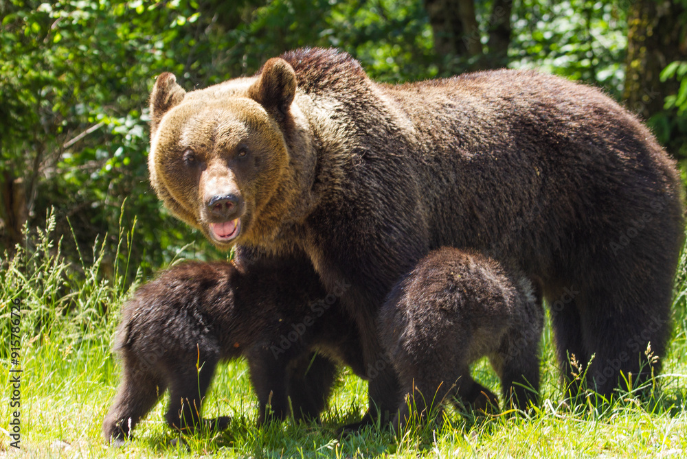 Fototapeta premium Bear on the Transfagarasan, Romania