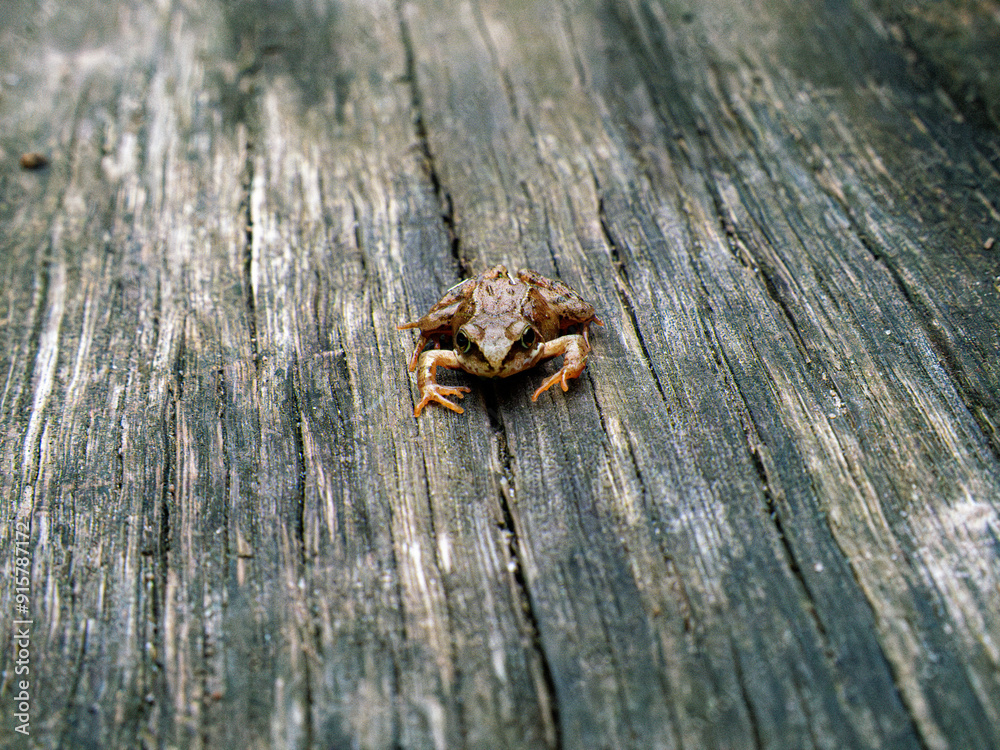 Obraz premium A little frog on the wooden floor. Wood texture. Brown. 