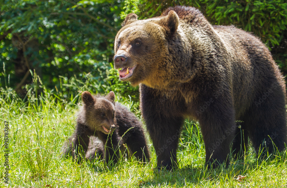 Fototapeta premium Wild bears on a road in Romania