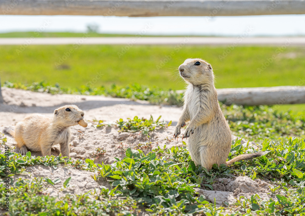 Badlands South Dakota Prairie Dogs one with food in mouth and another standing alert Badlands South Dakota Prairie Dogs one with food in mouth and another standing alert