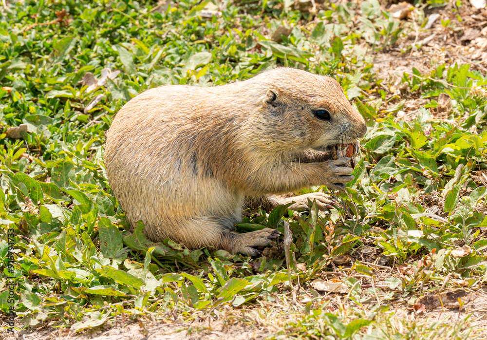 South Dakota Badlands Prairie Dog close up sitting down eating food South Dakota Badlands Prairie Dog close up sitting down eating food