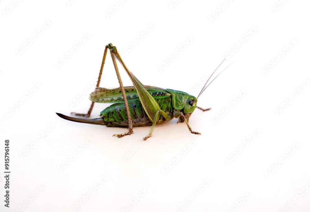 Cricket, Eupholidoptera chabrieri isolated on white. A close up of the grasshopper. Isolated on white.
Cricket, Eupholidoptera chabrieri isolated on white. A close up of the grasshopper. Isolated on white.