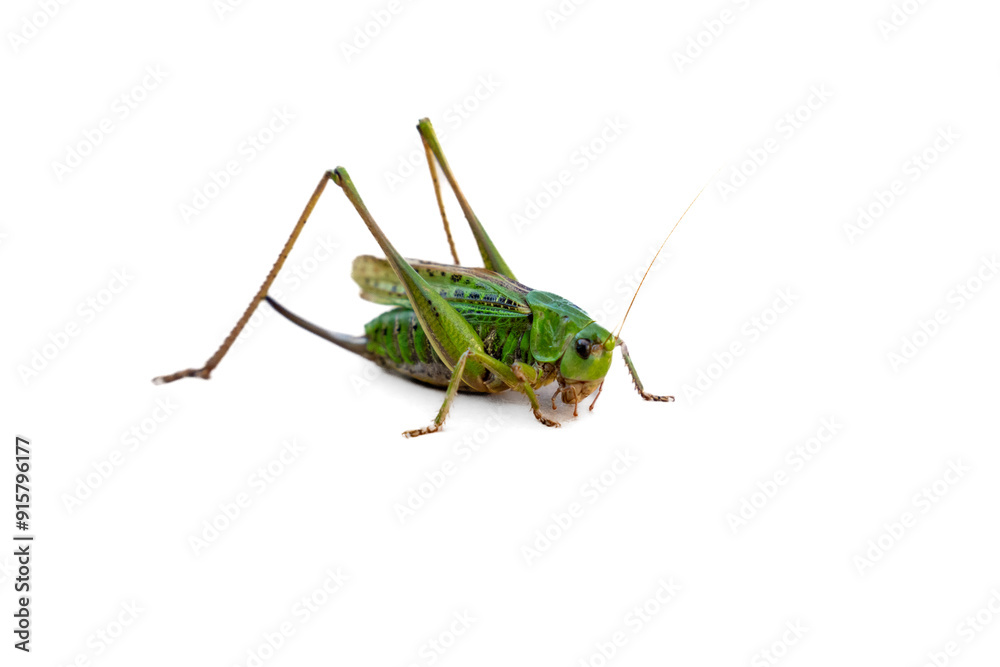 Cricket, Eupholidoptera chabrieri isolated on white. A close up of the grasshopper. Isolated on white.
Cricket, Eupholidoptera chabrieri isolated on white. A close up of the grasshopper. Isolated on white.