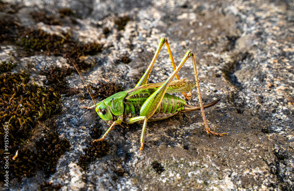 A large grasshopper sits on a stone close-up. A grasshopper sits on a gray stone. A large grasshopper sits on a stone close-up. A grasshopper sits on a gray stone.