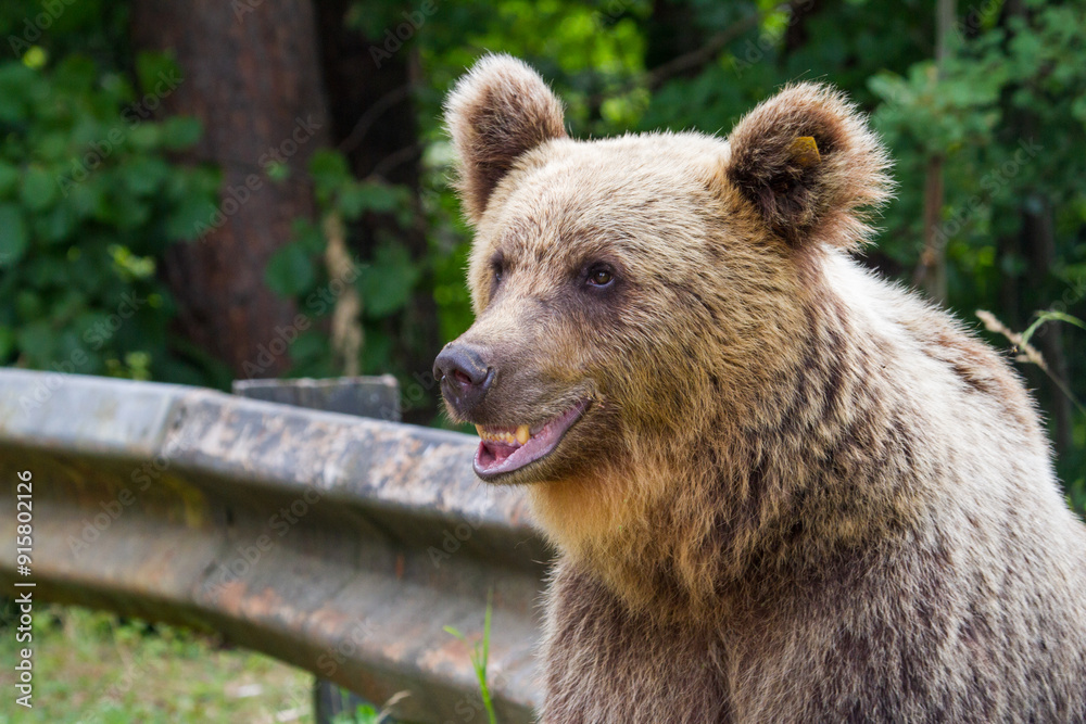 Fototapeta premium Wild bears on a road in Romania