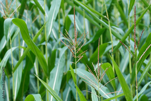 Maispflanze mit Staubbeutel und Fahnenspitze photo