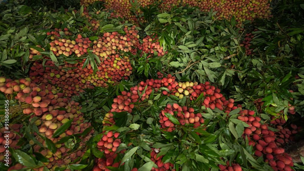 Freshly picked ripe lychees, ready for sale at the market. Vibrant colors and juicy sweetness of this tropical delight, straight from the orchard to your table. Lychee, Litchi, Lichee, fruit Freshly picked ripe lychees, ready for sale at the market. Vibrant colors and juicy sweetness of this tropical delight, straight from the orchard to your table. Lychee, Litchi, Lichee, fruit