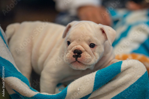 Small, white bulldog puppy on a stripped towel photo