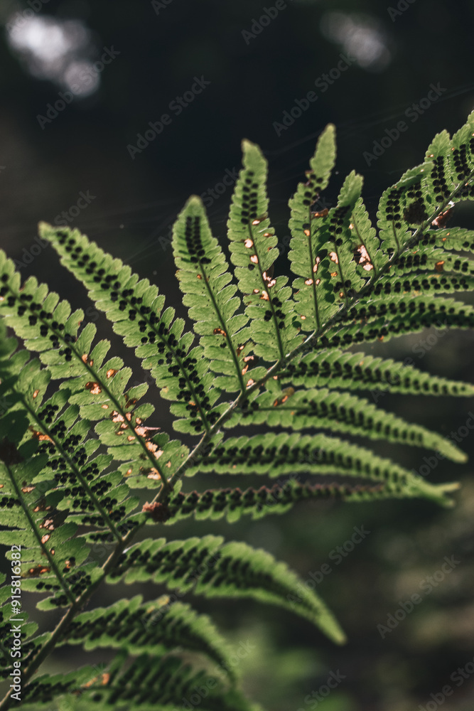 Ferns