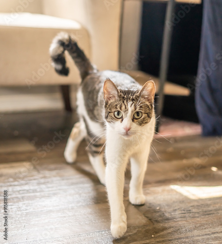 Cute Cat Broken Tail