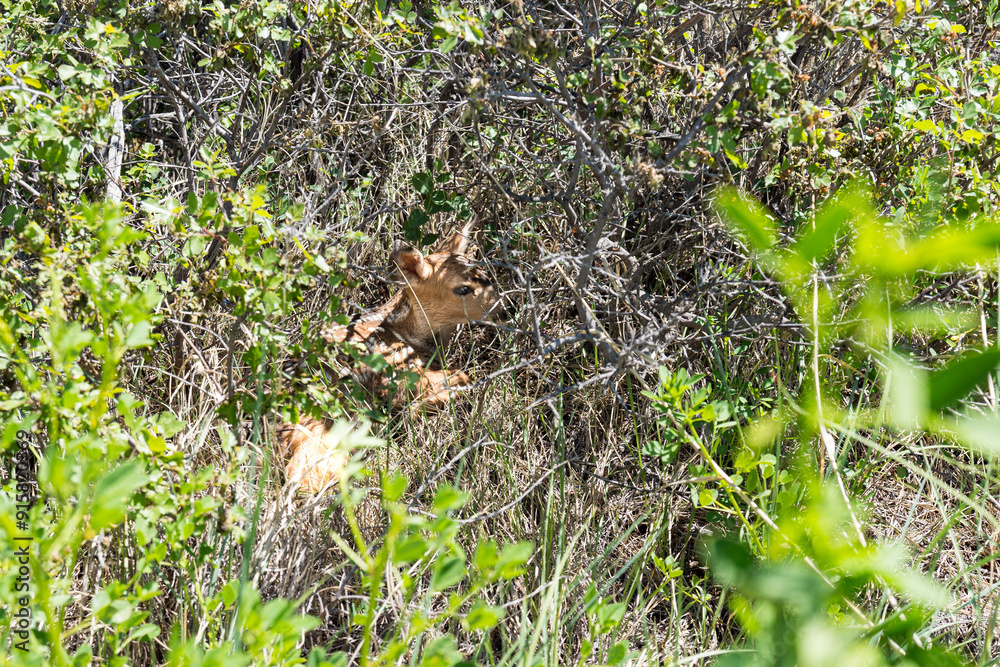 Fototapeta premium Up close of a baby fawn hidden in the bushes in South Dakota Badlands