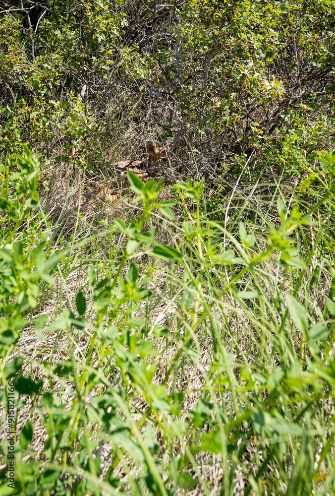 Fototapeta premium Up close of a baby fawn hidden in the bushes in South Dakota Badlands