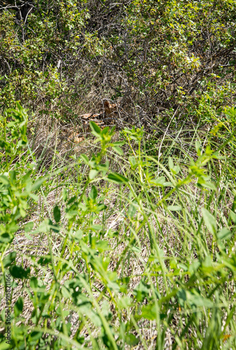 Up close of a baby fawn hidden in the bushes in South Dakota Badlands