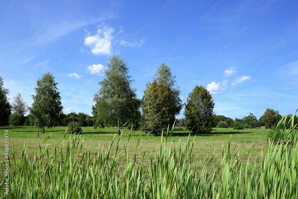 Obraz premium Field harmony.