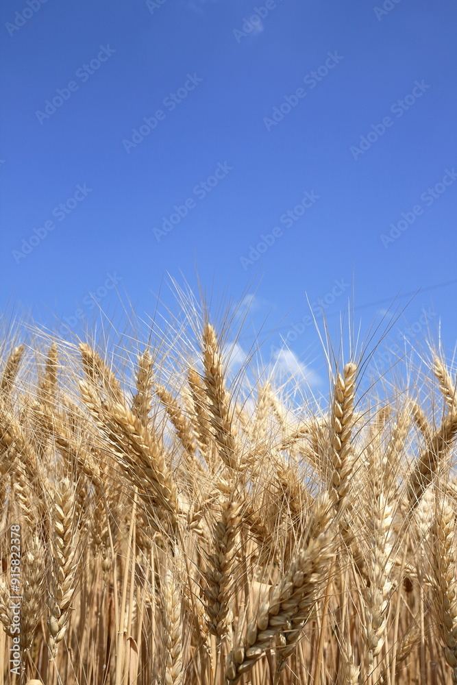 Wheat. Wheat.