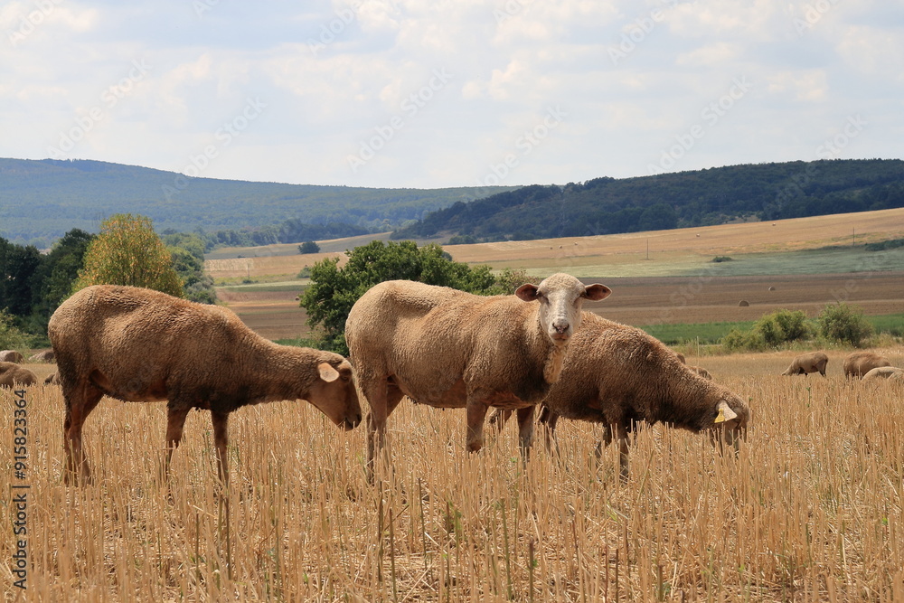 Sheep.
