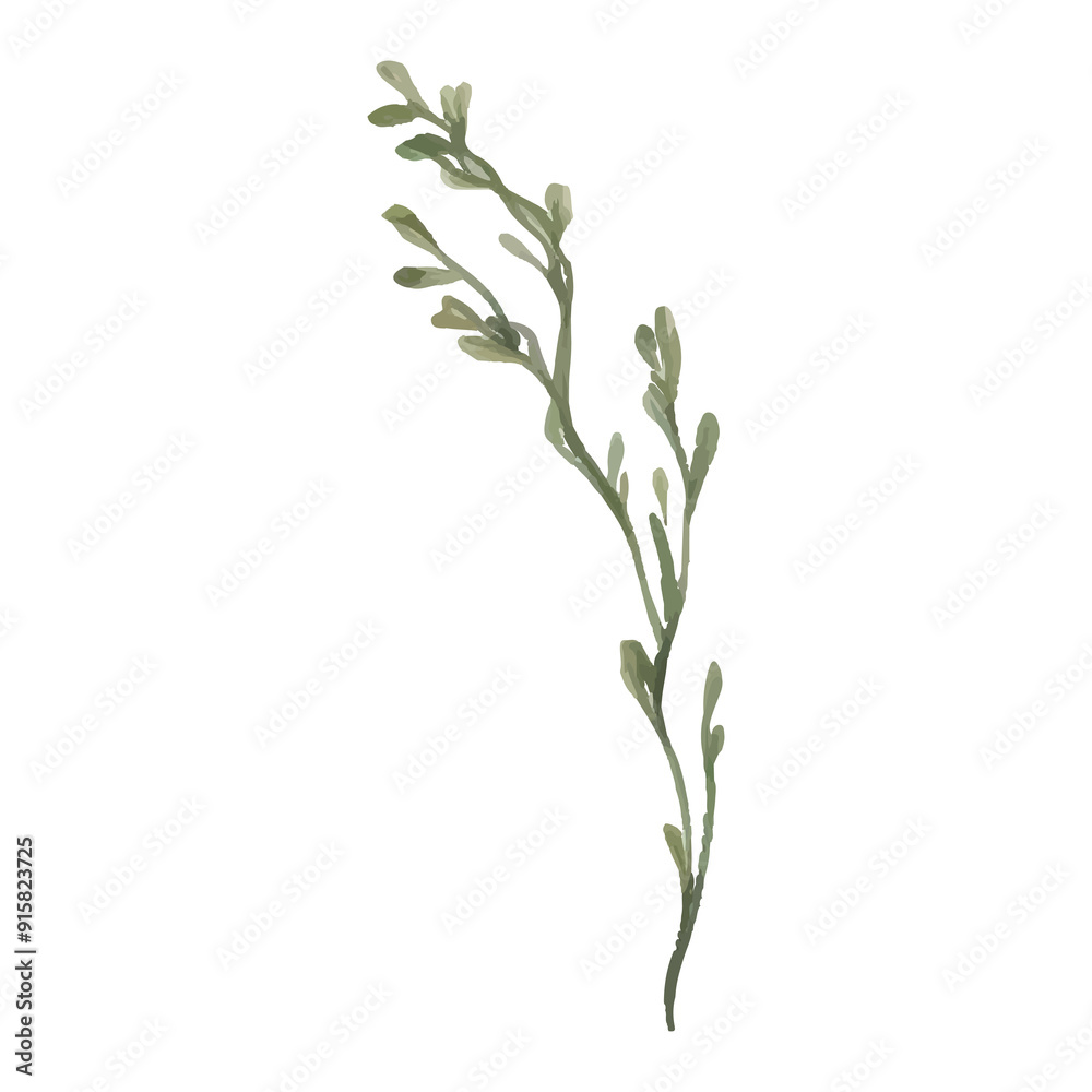 Watercolor painting of a single green sprig with leaves on a white background. Watercolor painting of a single green sprig with leaves on a white background.