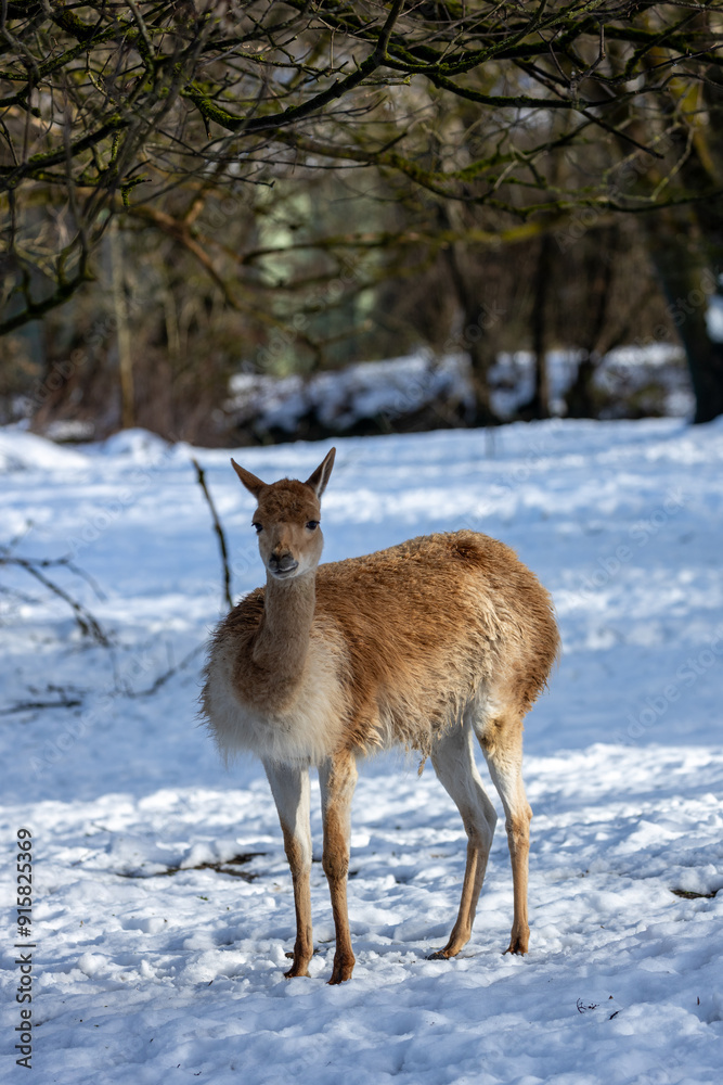 Fototapeta premium Vicuna (Vicugna vicugna) in the Andean Highlands of South America