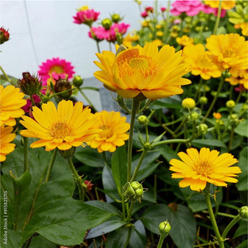 yellow and red flowers yellow and red flowers