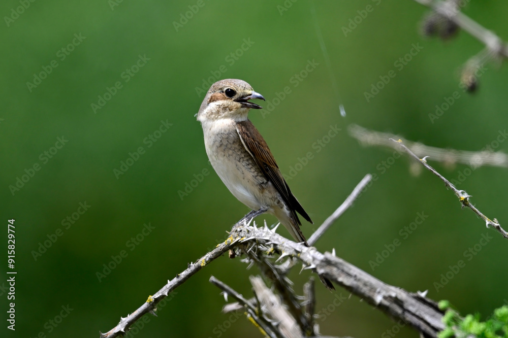 junger Neuntöter // young Red-backed shrike (Lanius collurio) 