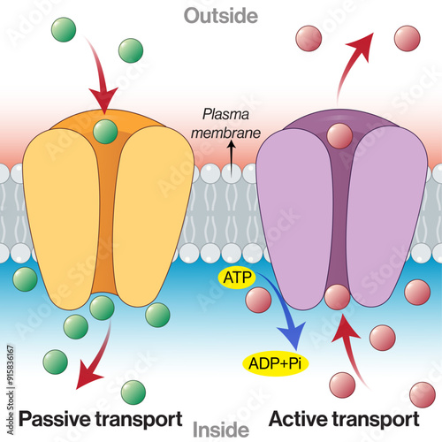 Active and Passive Transport Mechanisms: Detailed Vector Illustration of Cellular Transport Processes and Membrane Dynamics on White Background