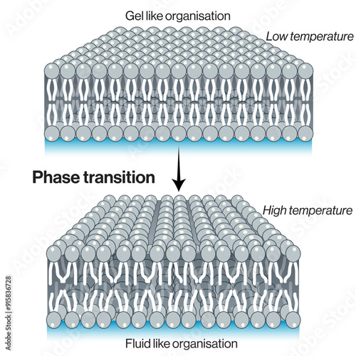 Membrane Fluidity Transition: Detailed Vector Illustration of Phase Transition from Gel-Like to Fluid-Like State for Cellular Biology and Membrane Dynamics