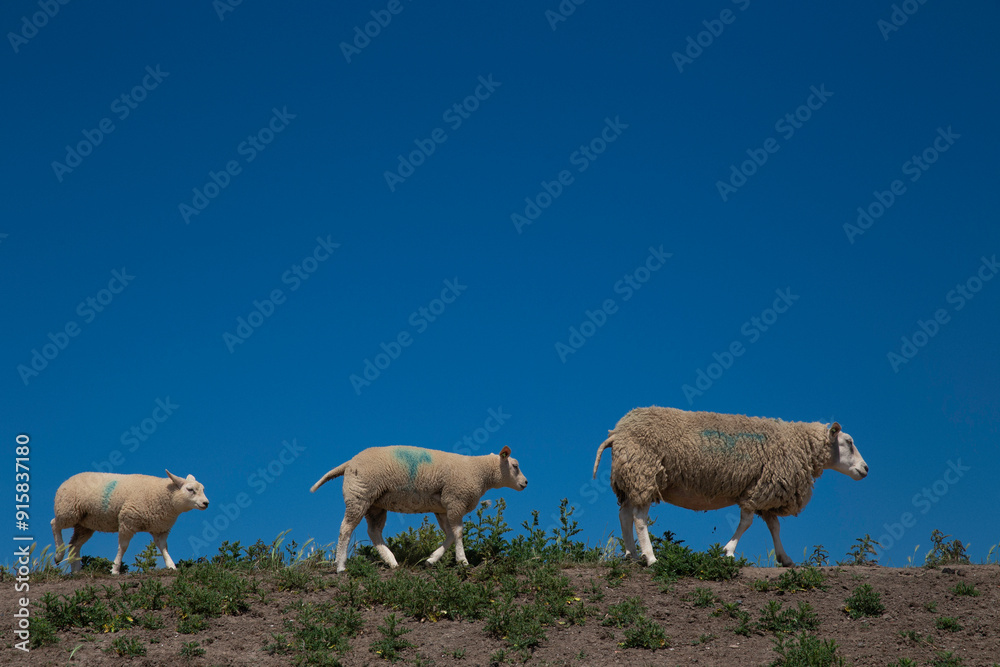 Obraz premium Three cute sheep follow each other against of a bright blue sky background.